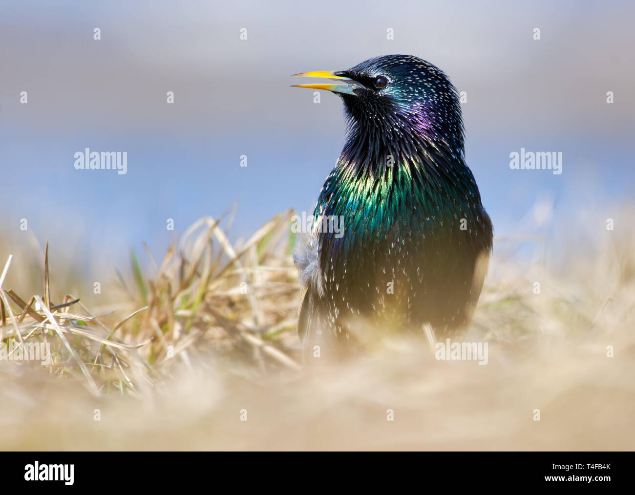 Starling comune in posa di erba a molla vicino shot Foto Stock