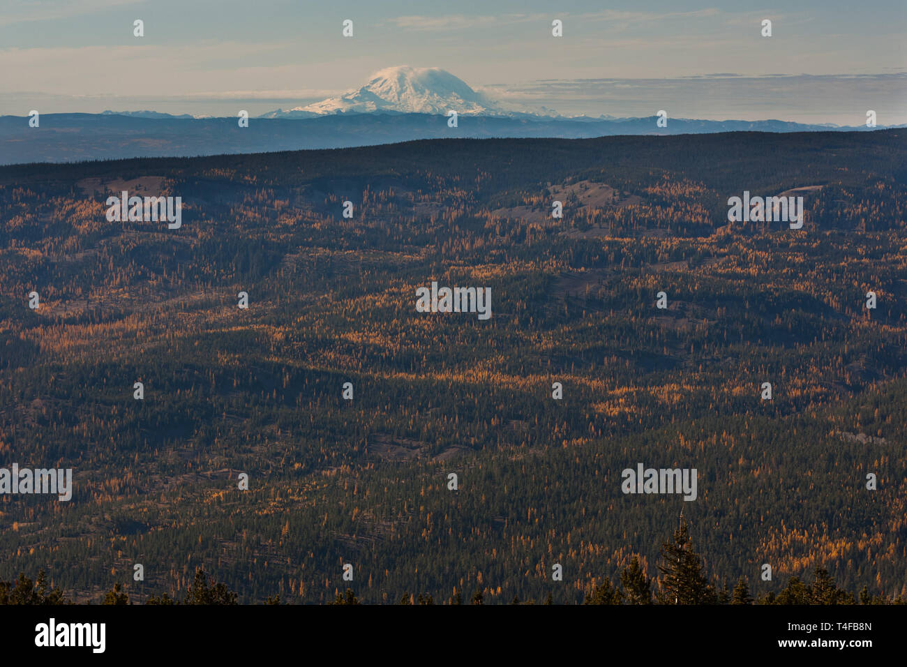 Mt Rainier visto dalla cresta di missione circa 69 miglia a nordest durante l'inverno appare molto grandi a causa della relativamente bassa terre che circondano il picco. Foto Stock