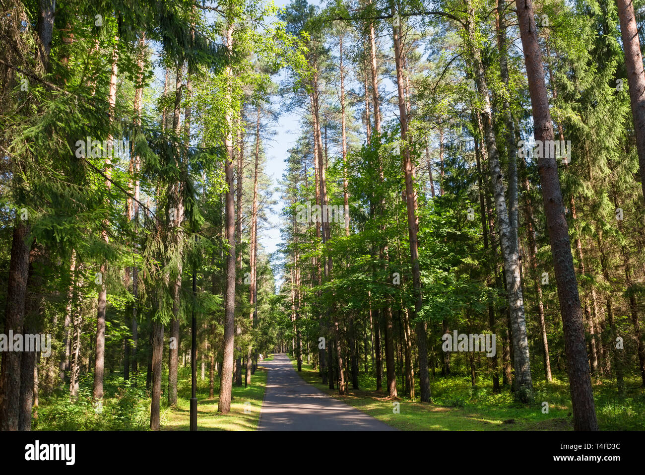 Strada asfaltata attraverso il bosco su un giorno di estate Foto Stock