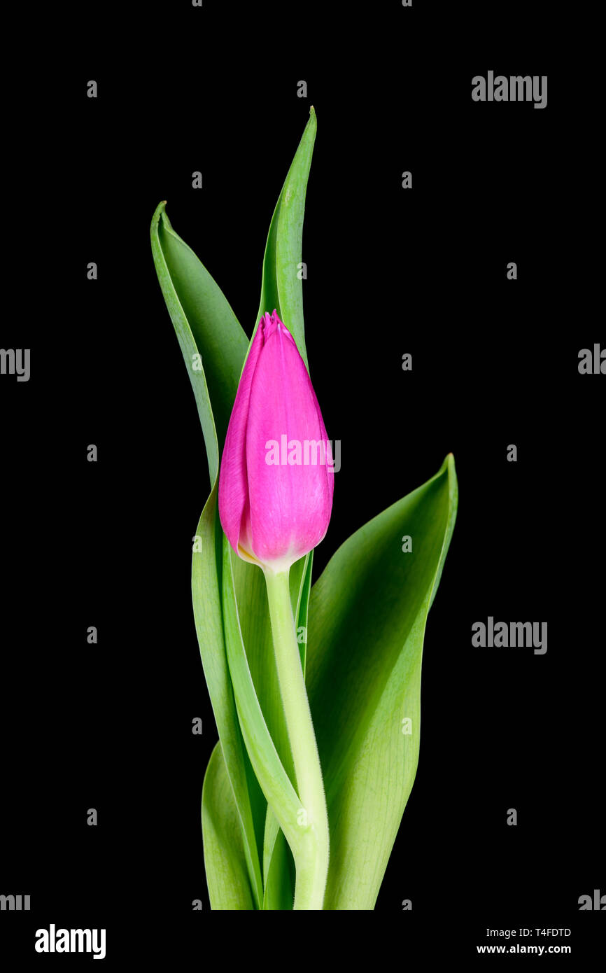 Unico viola Tulip Bud con foglie di colore verde Foto Stock