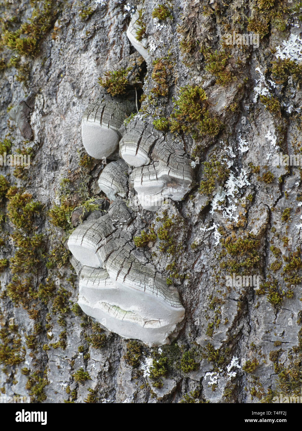 Staffa di Aspen fungo o polypore, Phellinus tremulae, una primavera precoce immagine dalla Finlandia Foto Stock
