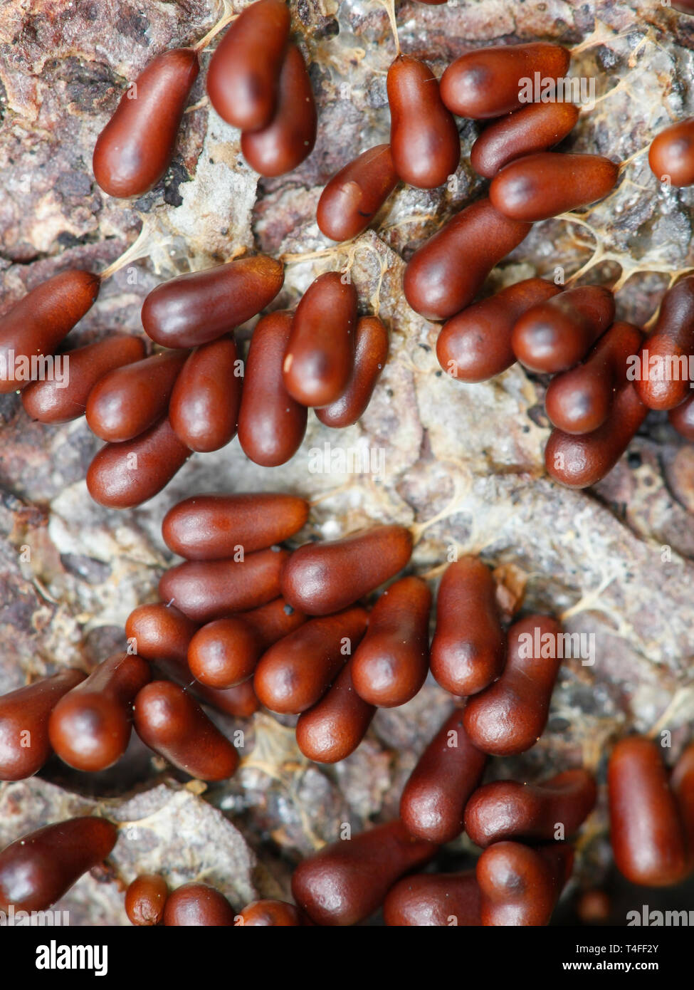 Uova di insetto slime stampo, Leocarpus fragilis Foto Stock