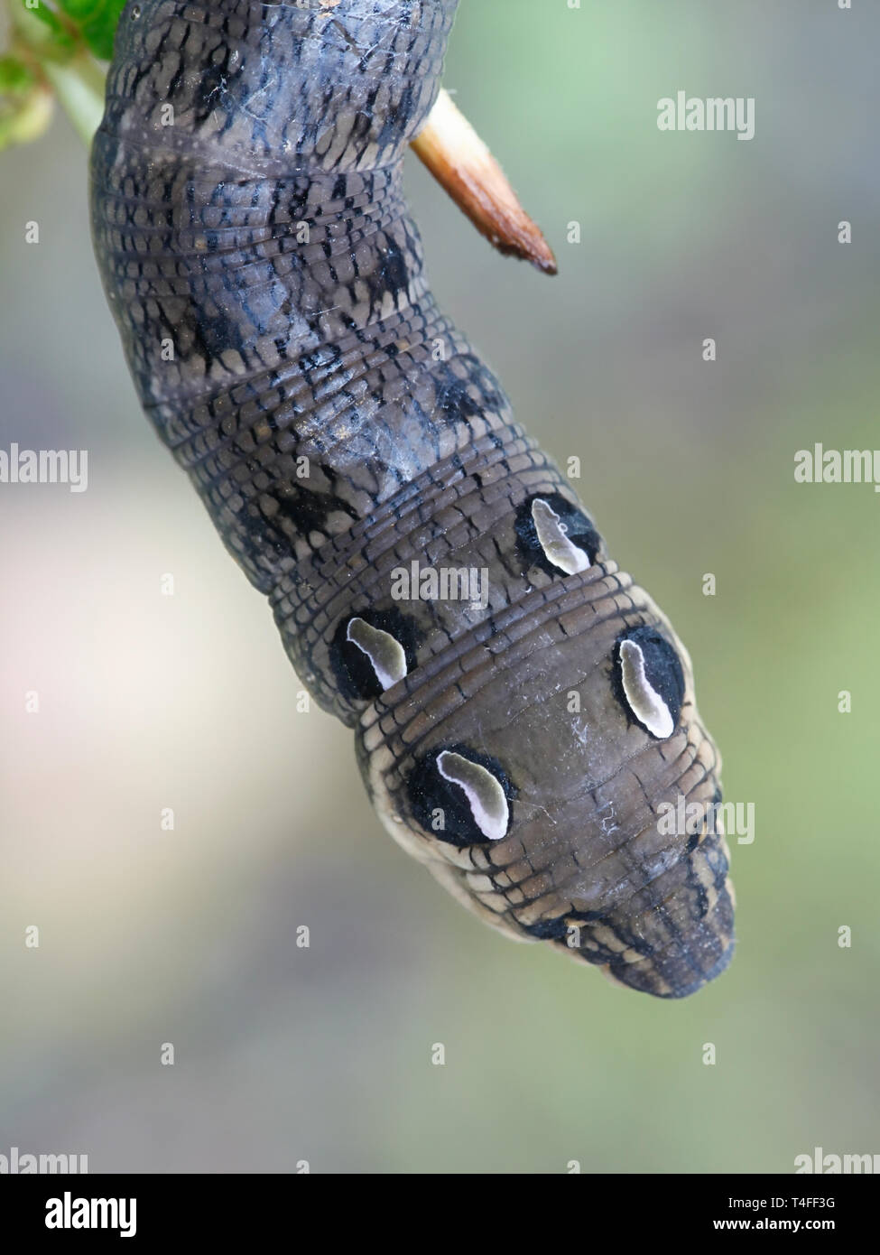 Elephant hawk moth o hawkmoth caterpillar, Deilephila elpenor, mimando un serpente Foto Stock