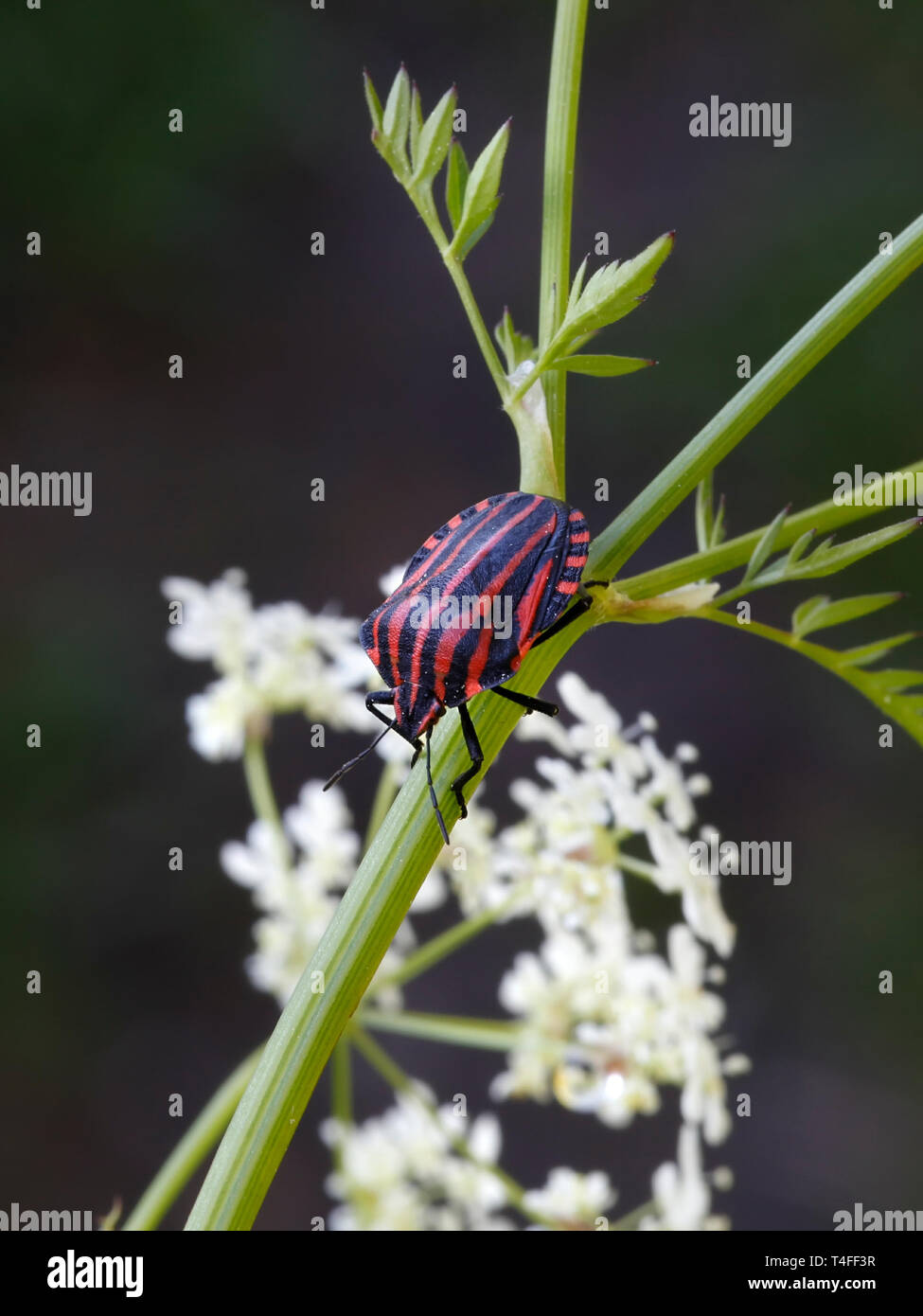 Bug con striping o menestrello bug, Graphosoma lineatum. una specie di scudo bug nella famiglia Pentatomidae Foto Stock