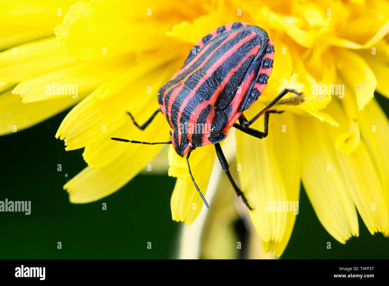 Bug con striping o menestrello bug, Graphosoma lineatum. una specie di scudo bug nella famiglia Pentatomidae Foto Stock