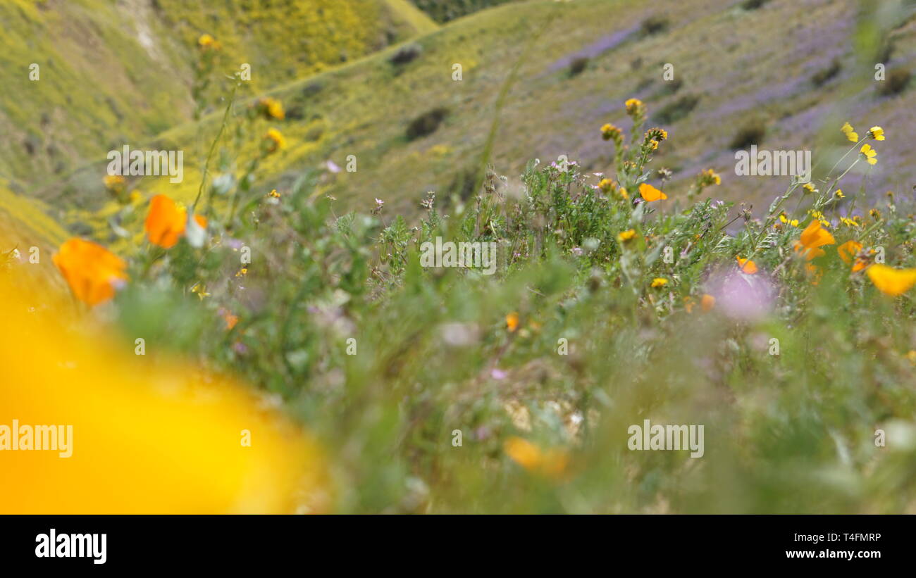 Super Bloom 2019, Carizzo Plain monumento nazionale, CALIFORNIA, STATI UNITI D'AMERICA Foto Stock
