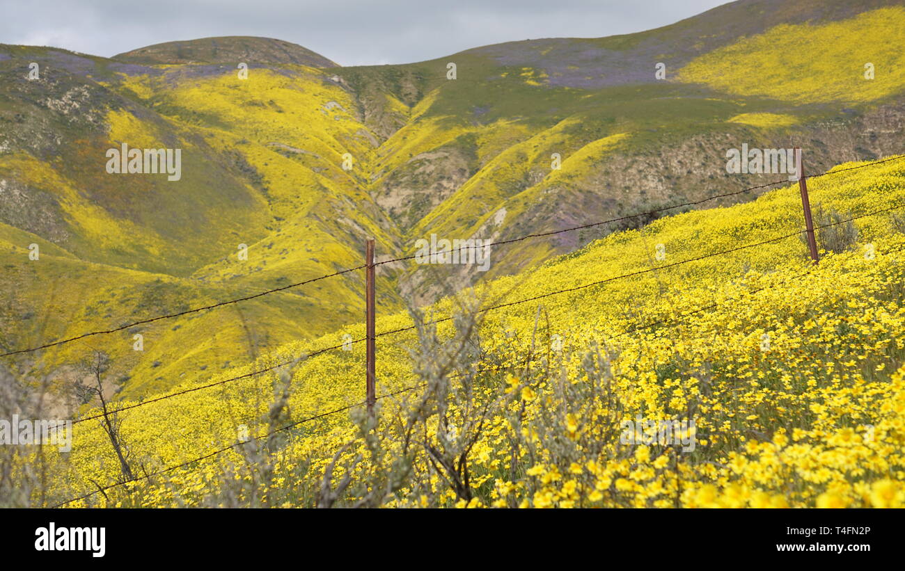 Super Bloom 2019, Carizzo Plain monumento nazionale, CALIFORNIA, STATI UNITI D'AMERICA Foto Stock