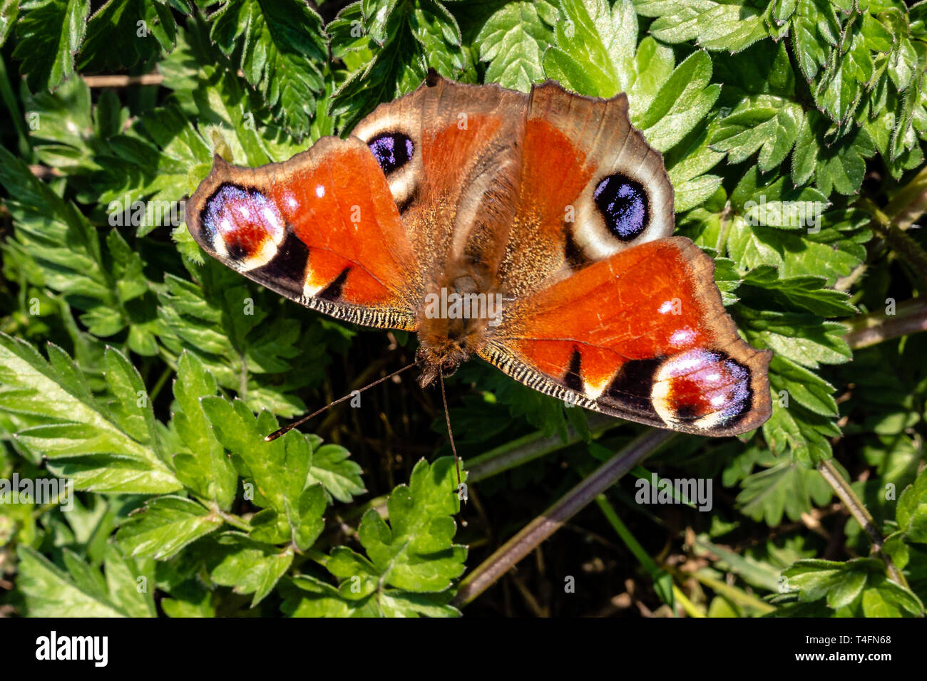 Farfalla pavone Aglais io si insediarono sul terreno in un prato Foto Stock