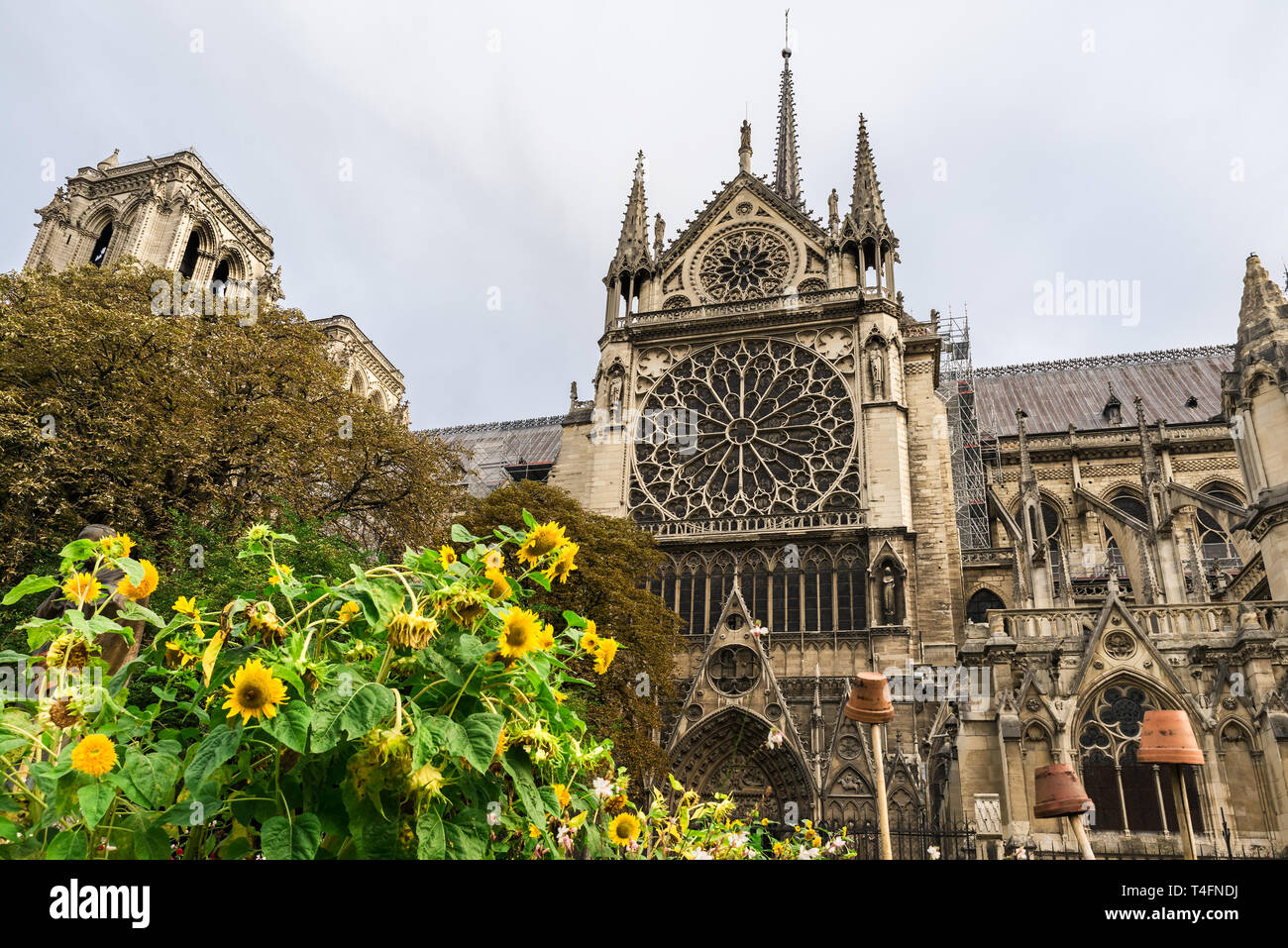 Cattedrale di Notre Dame de Paris , Parigi, Francia al mattino Foto Stock