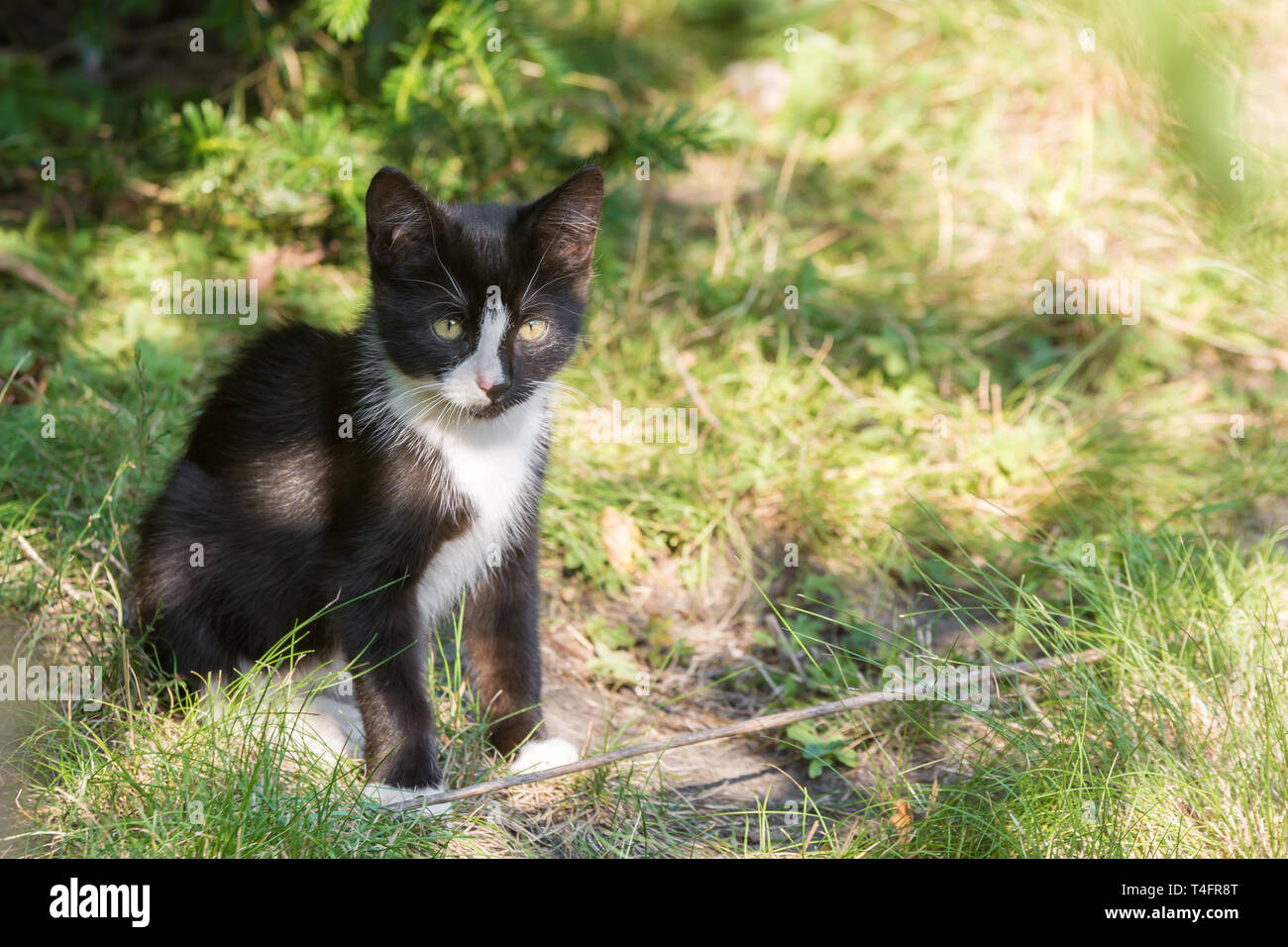Giovane maschio cat è curiosamente guardando in giro in giardino Foto Stock