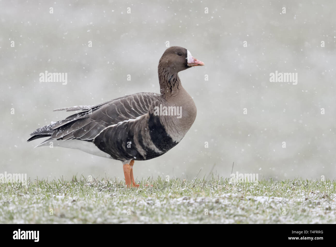 Maggiore bianco-fronteggiata Goose / Blaessgans ( Anser albifrons ), nordic winter guest, permanente sulla coperta di neve prato, in forte nevicata, fauna selvatica, Europ Foto Stock