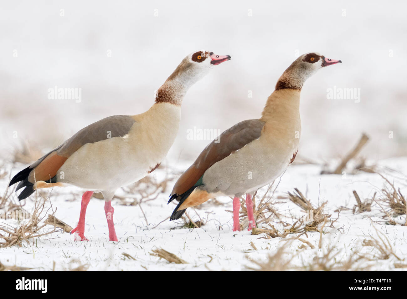 Oche egiziane / Nilgaense (Alopochen aegyptiacus), coppia, coppia in inverno, mostra un comportamento aggressivo, in difesa del loro territorio, insieme, wildlif Foto Stock