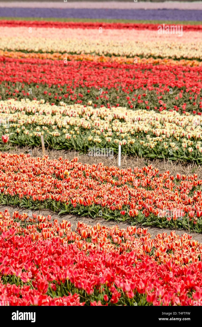 Campo dei Fiori in primavera nei pressi di Noordwijkerhout, Paesi Bassi con bande in diversi colori Foto Stock