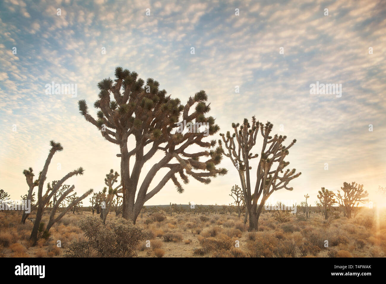 Tramonto a Mojave National Preserve Foto Stock