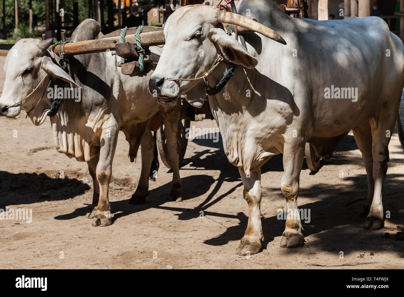 Primo piano di due buoi che sono sfruttate per un oxcart/carrello di giovenco Foto Stock