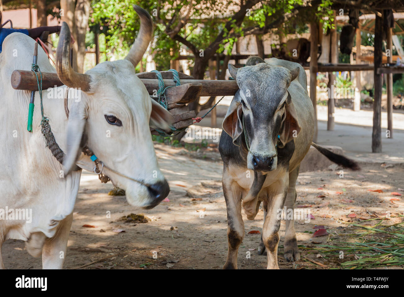Due buoi che sono sfruttate per un oxcart Foto Stock