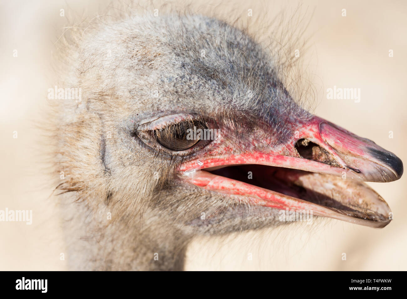 Ritratto di un testa di struzzo Foto Stock