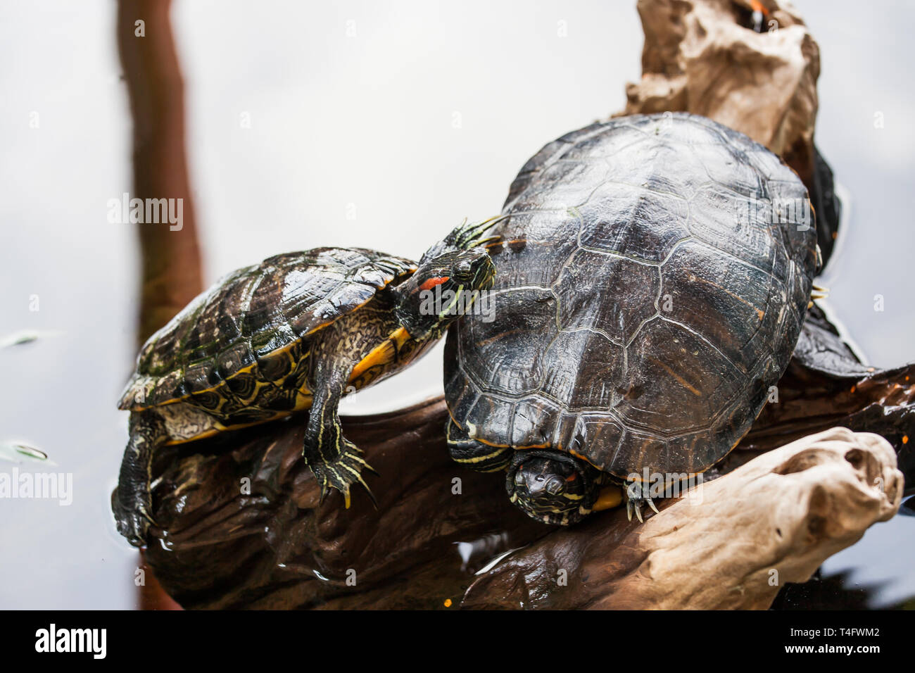 Due Red-eared slider turtle (Trachemys scripta elegans) Foto Stock