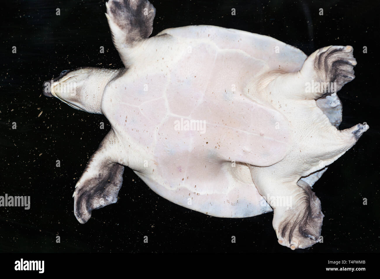 Primo piano di una tartaruga di mare dal fondo. Foto Stock