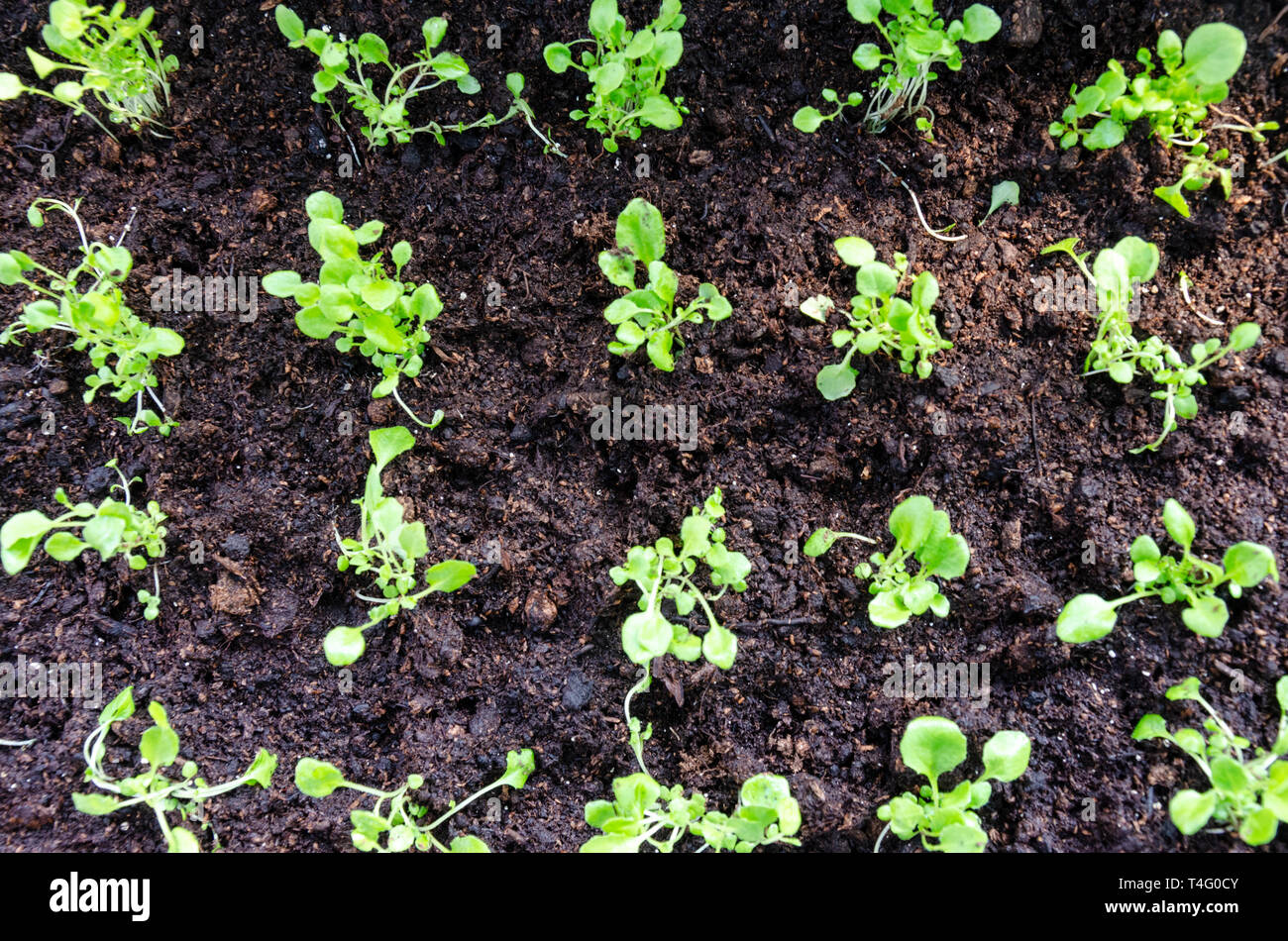 Trapiantare le piantine che crescono in una seminiera. Coltivate a casa da un appassionato di giardinaggio. Foto Stock