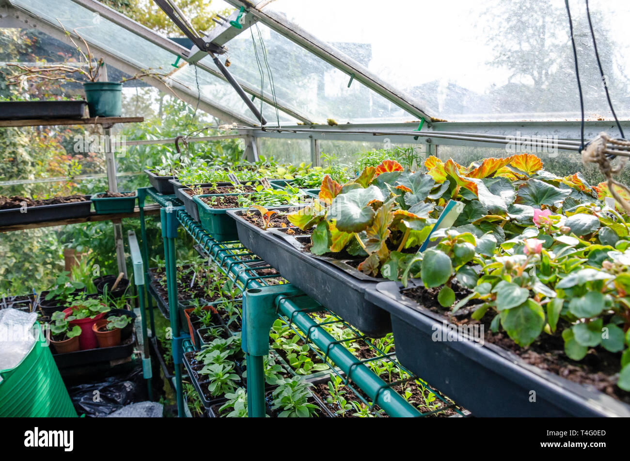 Piantine e giovani piante che crescono in seminiere e vecchie vasche di margarina su scaffali in una serra. Cresciuto a casa da un appassionato di giardinaggio. Foto Stock