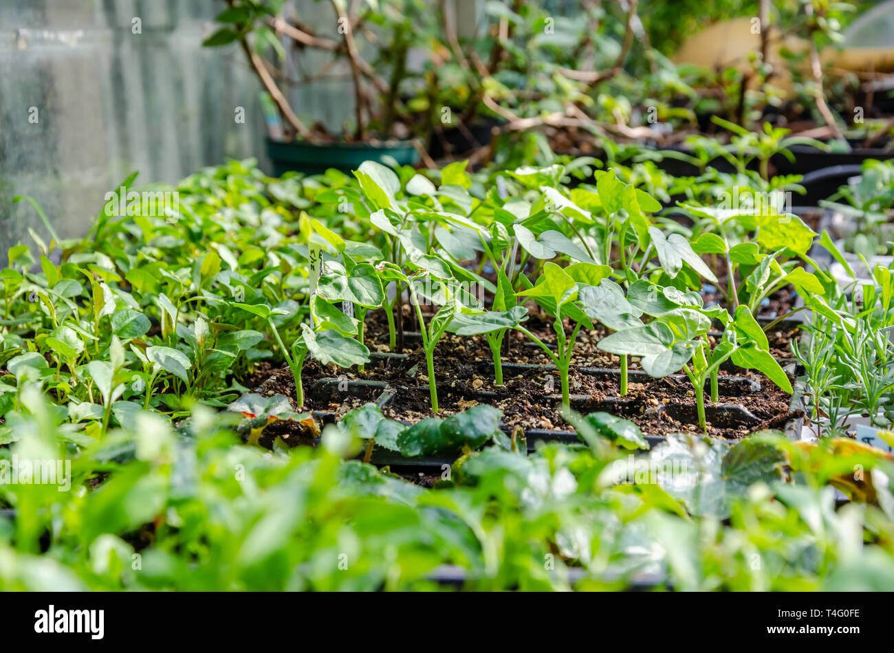Le piantine che crescono in vedere vassoi in una serra. Questi sono stati coltivati a casa da un appassionato di giardinaggio. Foto Stock