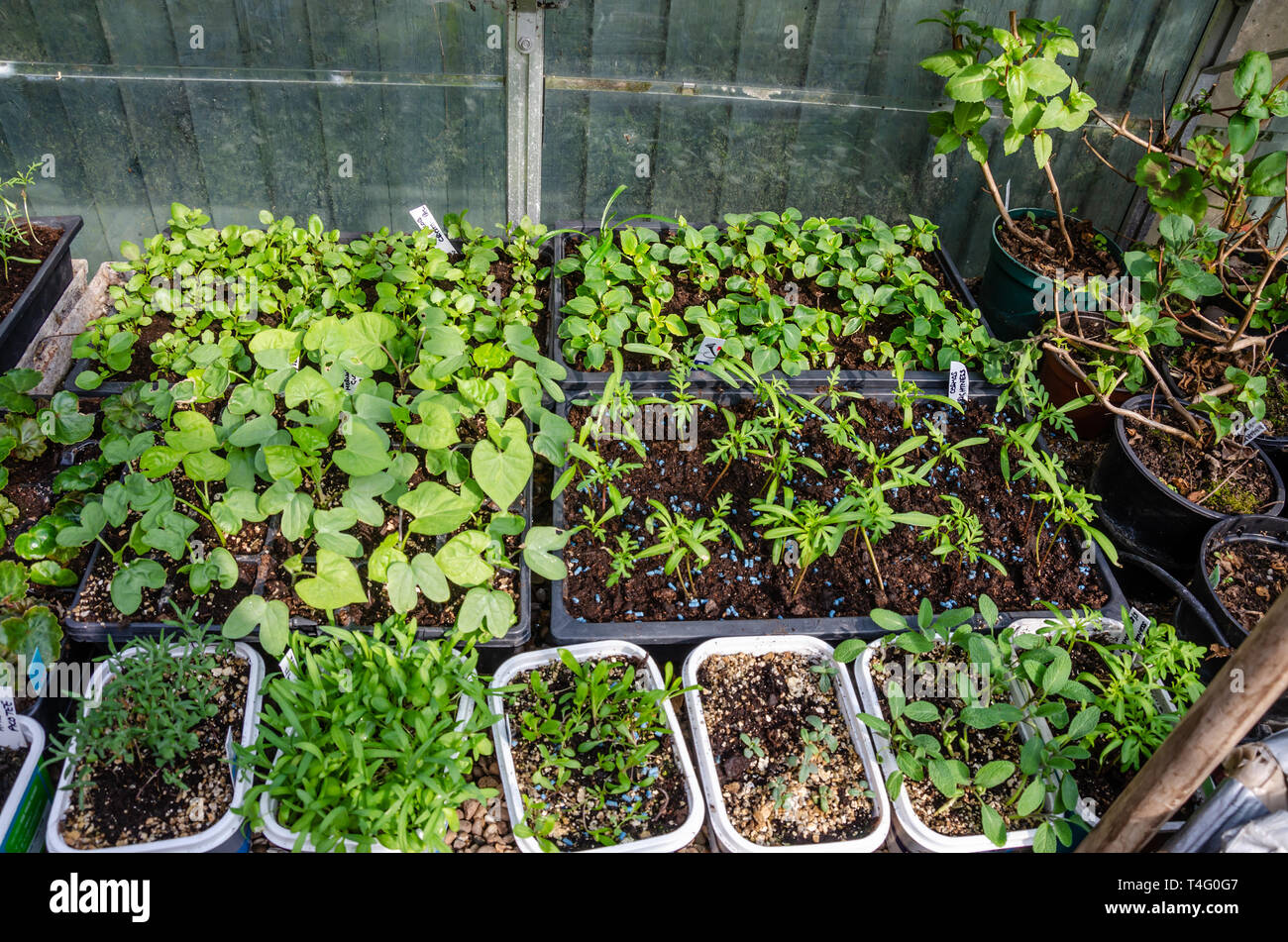 Le piantine che crescono in vedere vassoi in una serra. Questi sono stati coltivati a casa da un appassionato di giardinaggio. Foto Stock