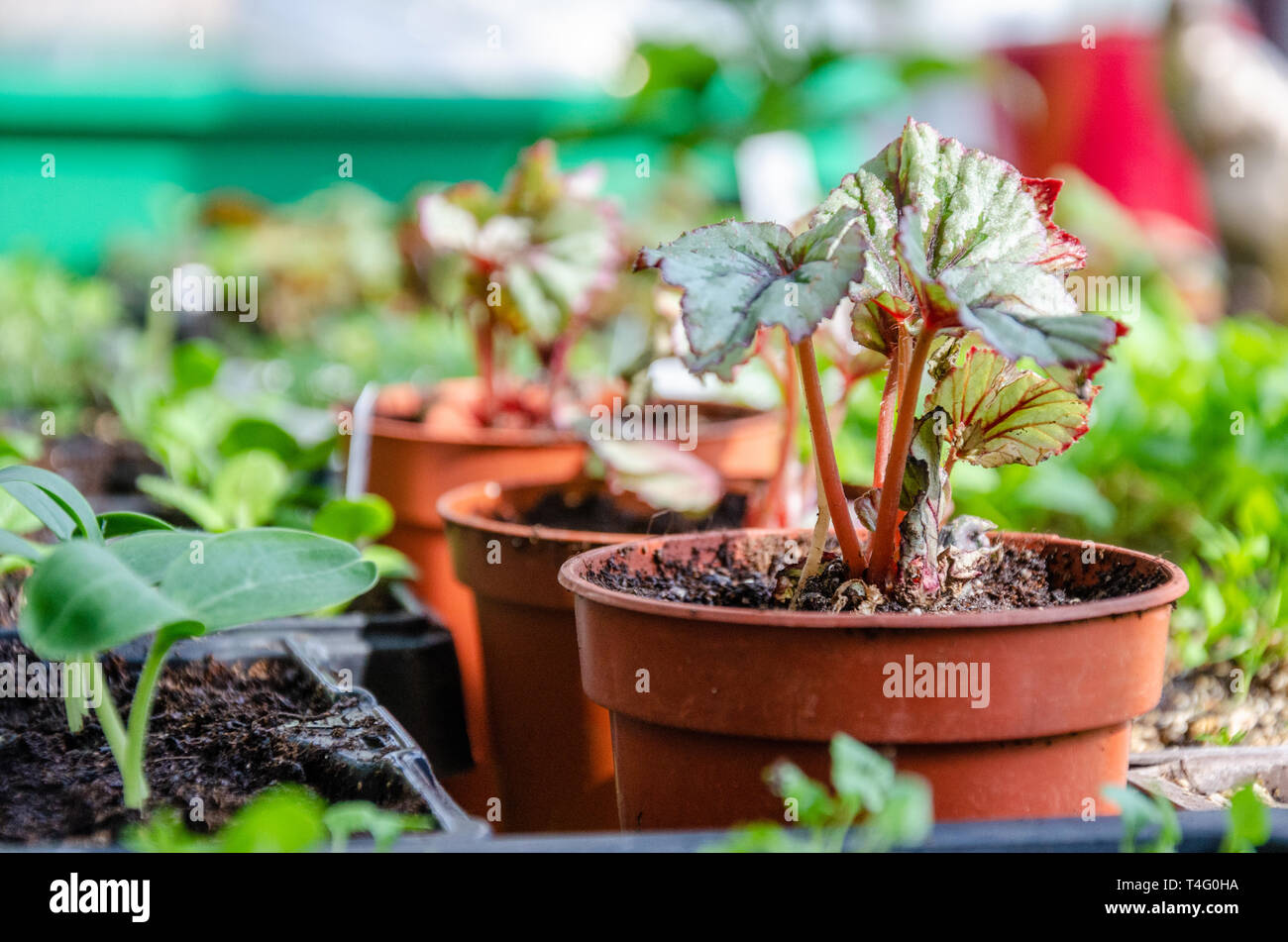 Begonia giovani piantine che crescono in vasi per piante in una serra. Foto Stock