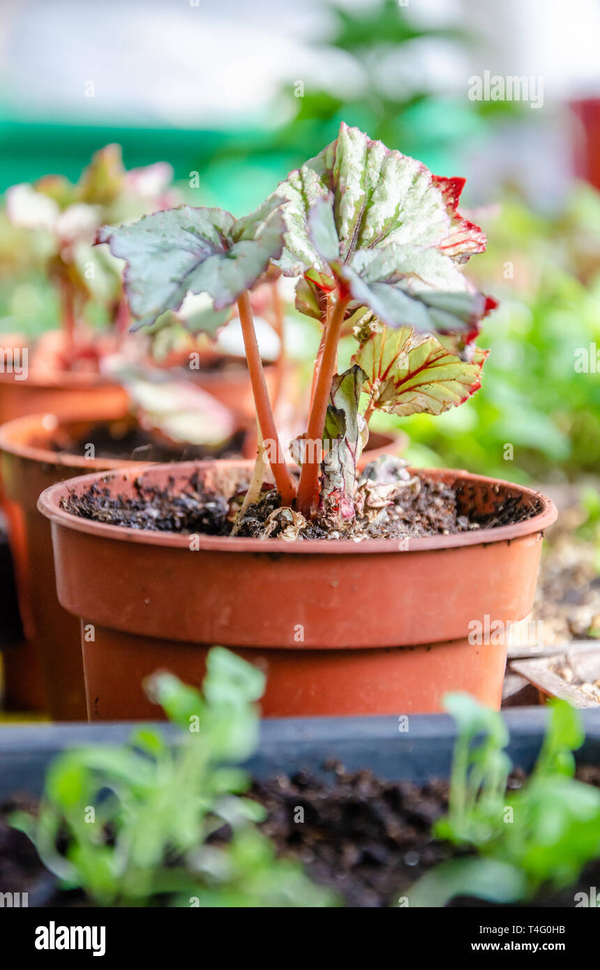 Begonia giovani piantine che crescono in vasi per piante in una serra. Foto Stock
