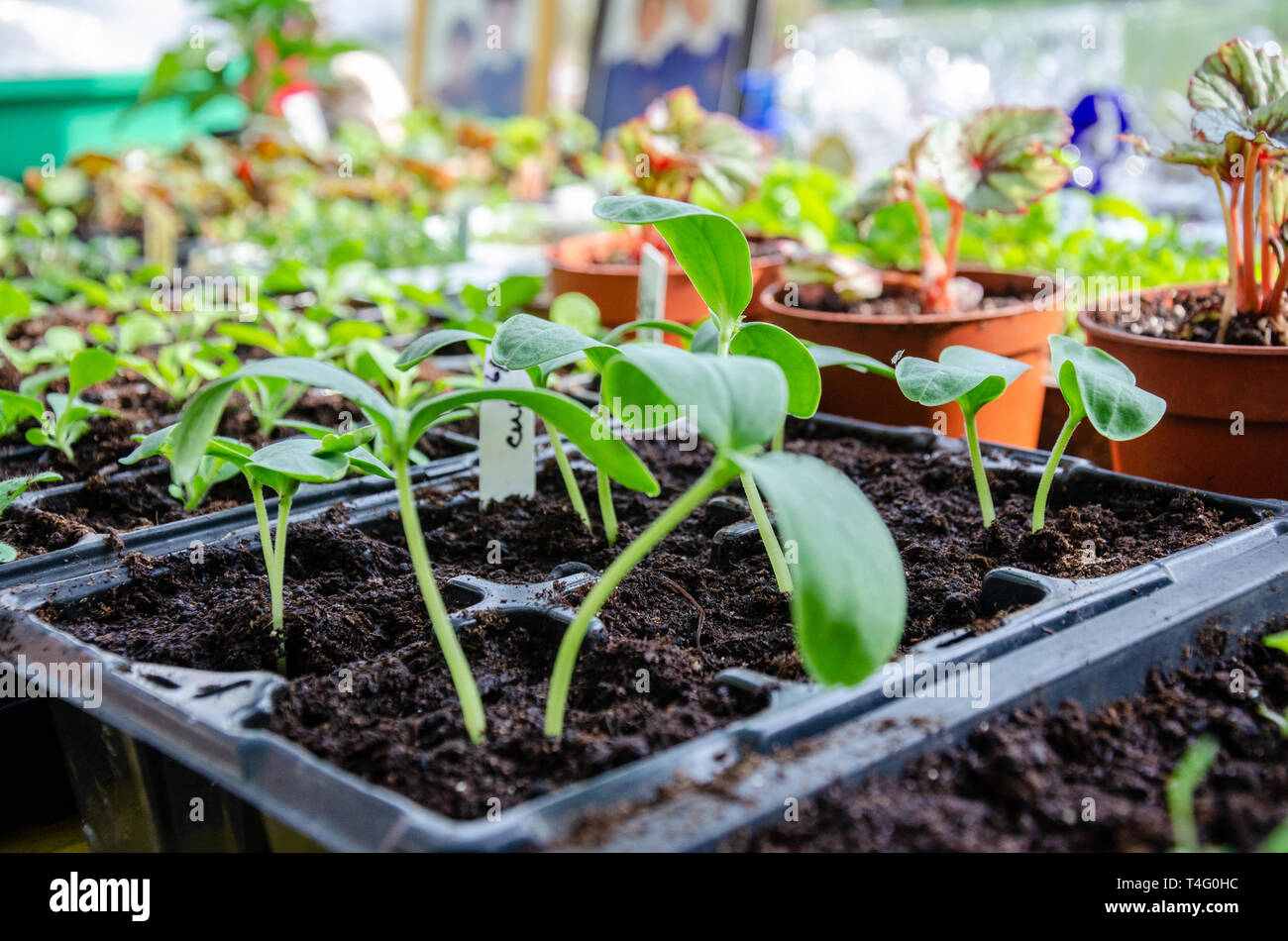 Le piantine che crescono in vedere vassoi in una serra. Questi sono stati coltivati a casa da un appassionato di giardinaggio. Foto Stock