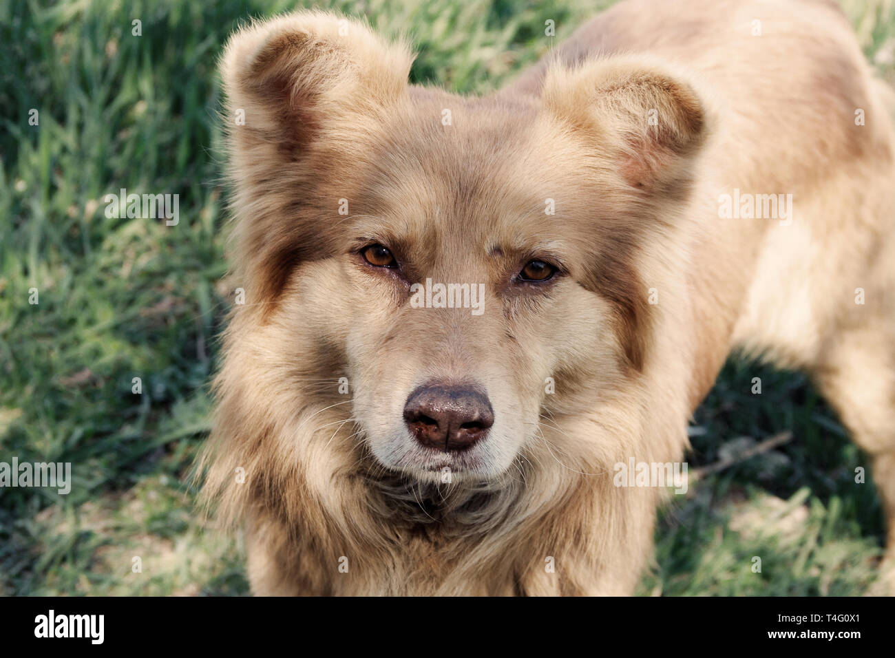 Homelless cane è in cerca di cibo. foto. Foto Stock