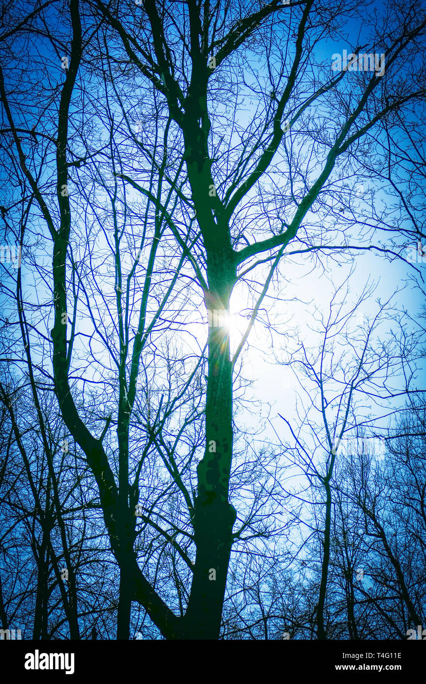 Linden tronco sotto i raggi del sole di primavera. Foto Stock
