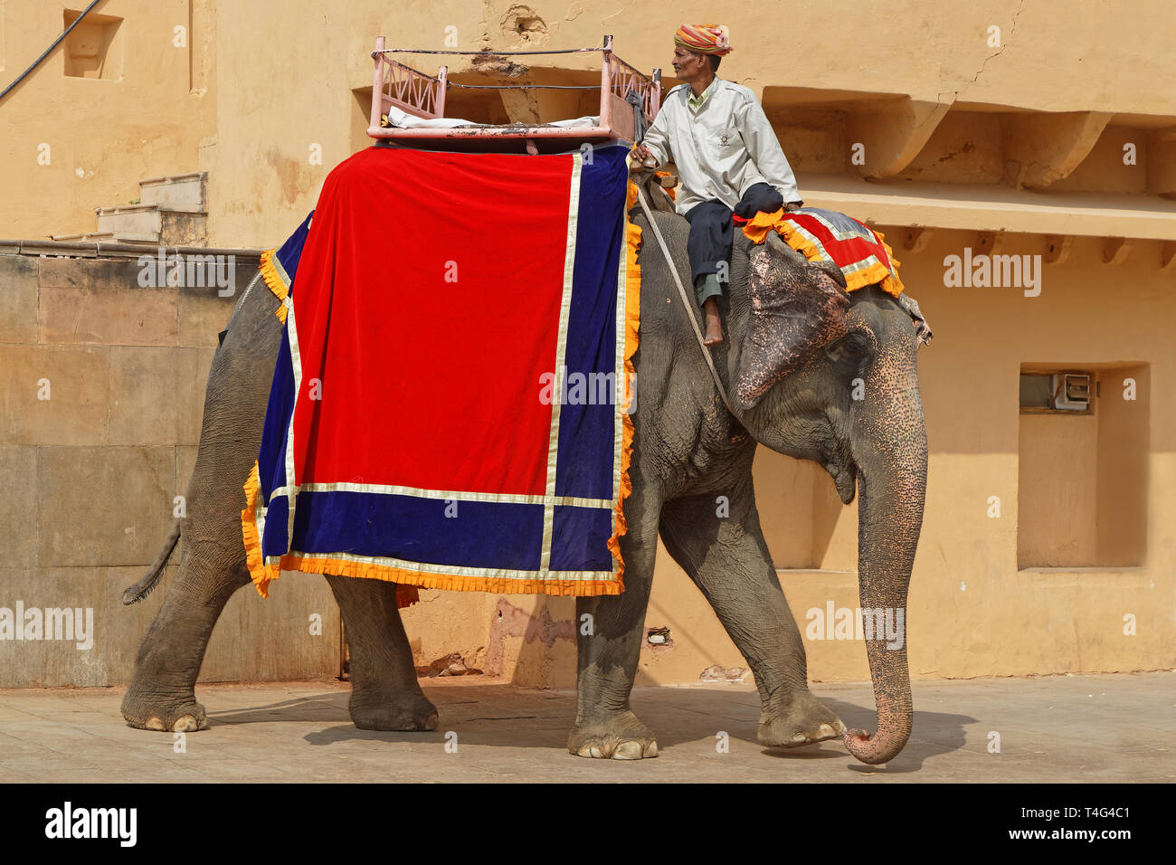JAIPUR, INDIA, 27 Ottobre 2017 : Elefante al Forte Amber è la principale attrazione turistica. Il palazzo era la residenza dei Rajput Maharajas. Foto Stock
