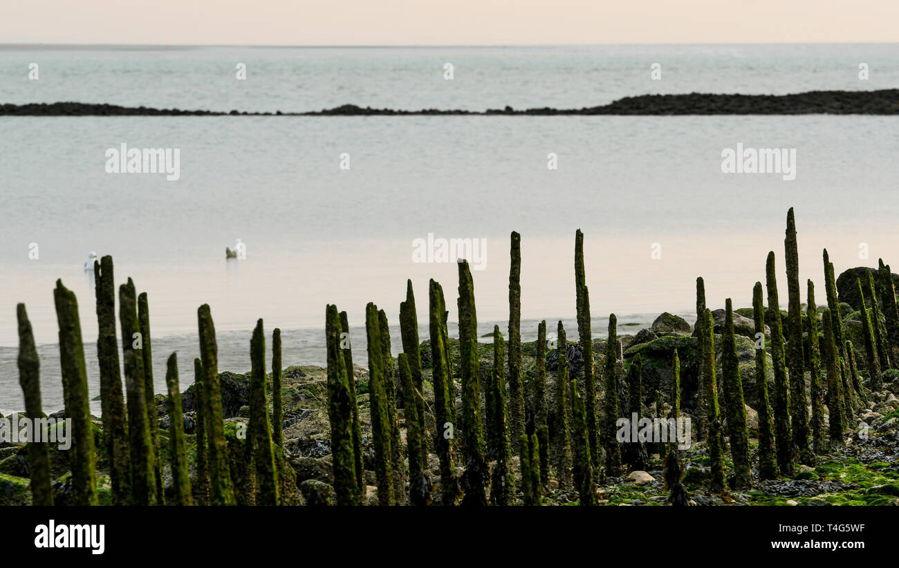 Authie Bay, Berck, Picardia,Hauts de France, Francia Foto Stock