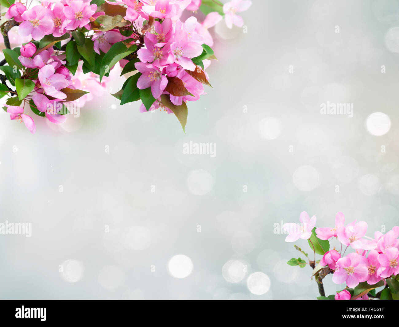 Molla albero di fiori Foto Stock