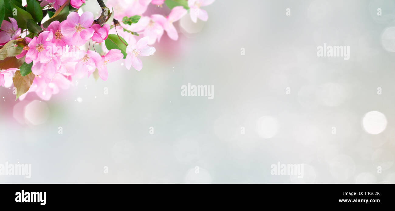 Molla albero di fiori Foto Stock