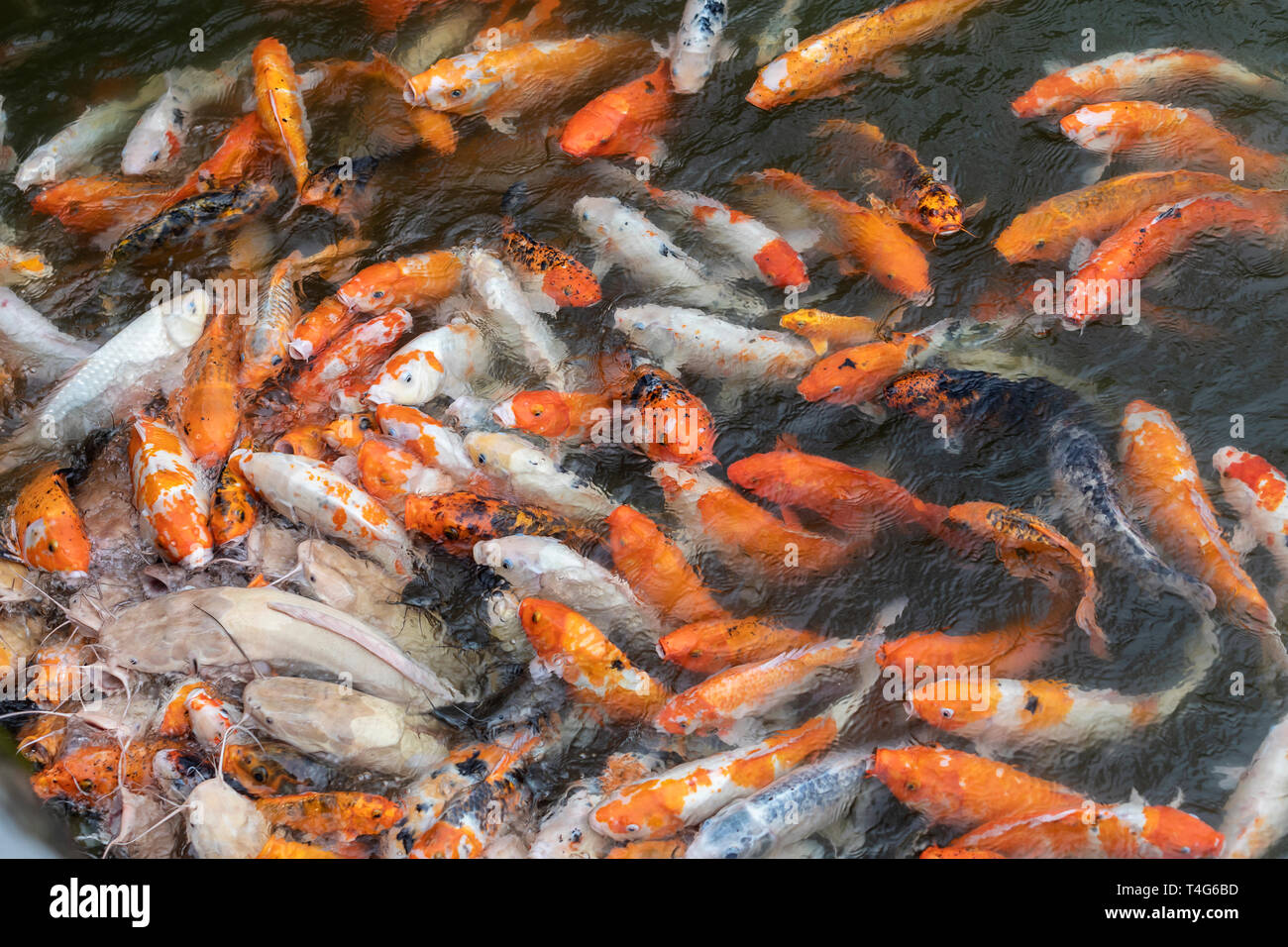 Carpa koi Foto Stock