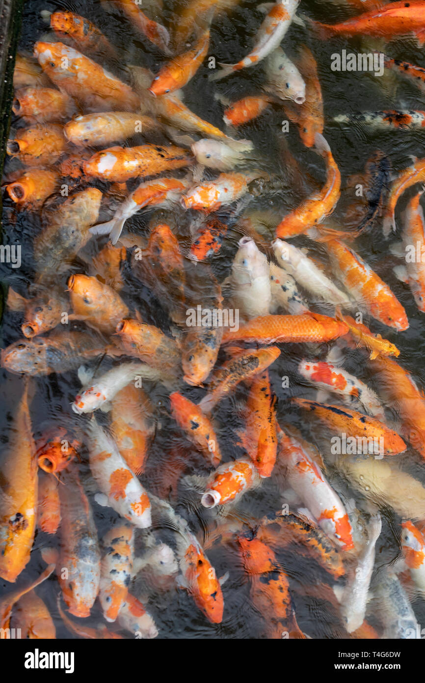 Carpa koi Foto Stock