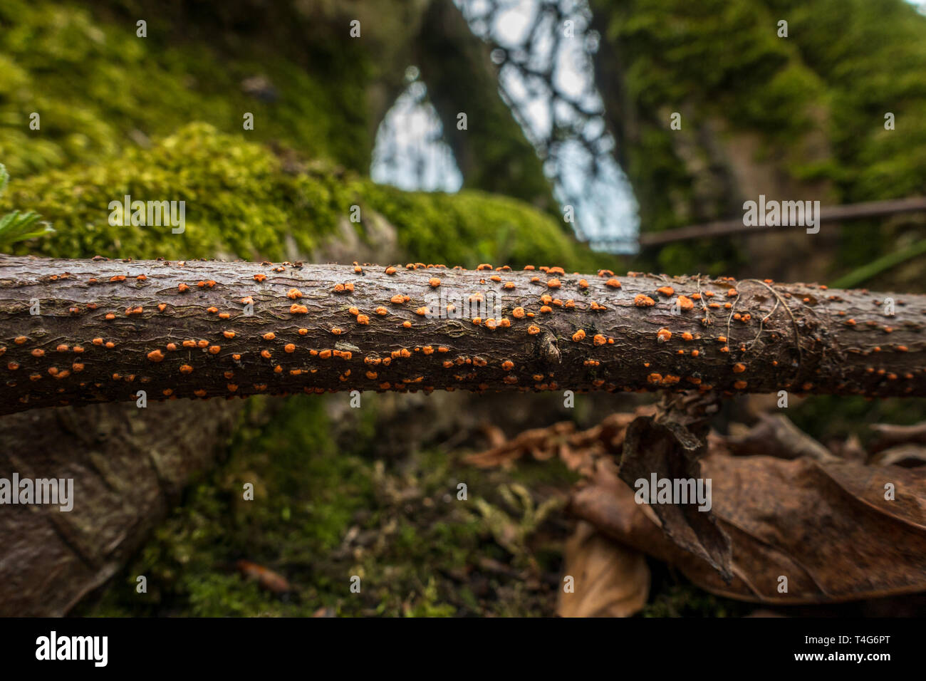 Spot di corallo fungo Nectria cinnabarina, su un bastone sul suolo della foresta, REGNO UNITO Foto Stock