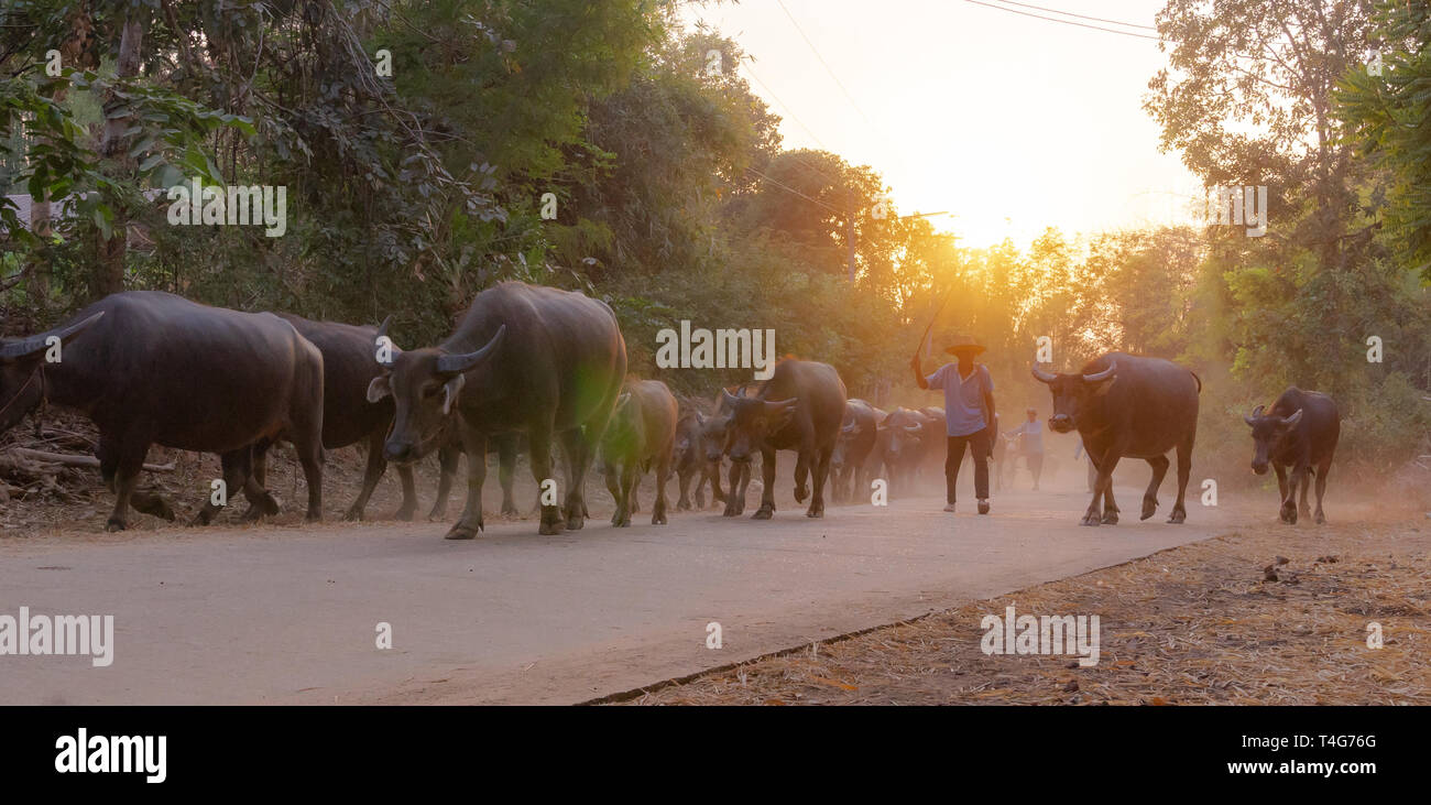 Un uomo prendendo un gruppo della famiglia vacca camminare a casa dopo il lavoro serale, Thailandia: 2018 Foto Stock