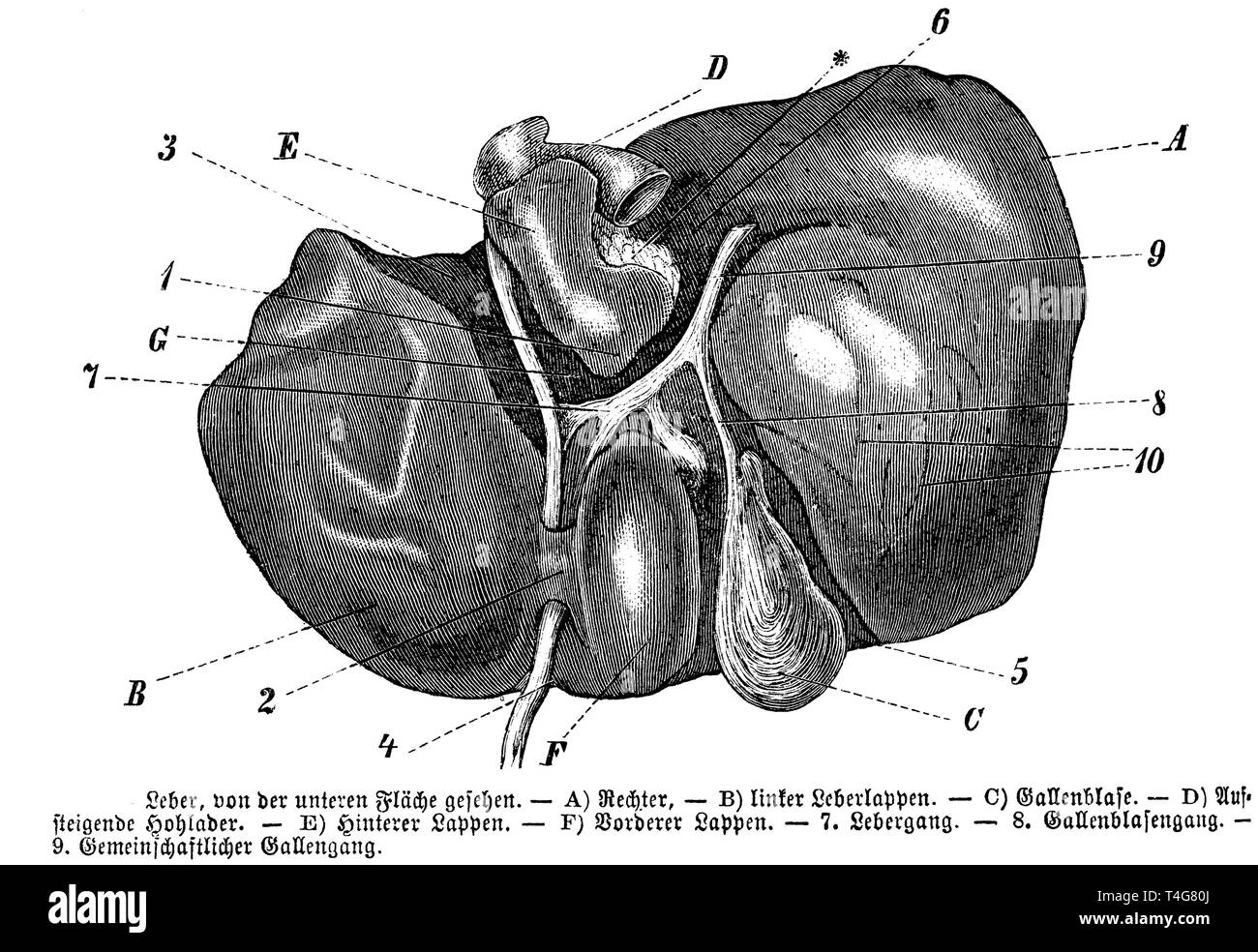 Il fegato umano. A) destro, B) lobo sinistro del fegato, C) gallbladder, D) arteria ascendente, E) lobo posteriore, F) lobo anteriore, 7) Fegato ghiandola, 8) gallbladder, 9) condotto biliare comune, anonym 1887 Foto Stock