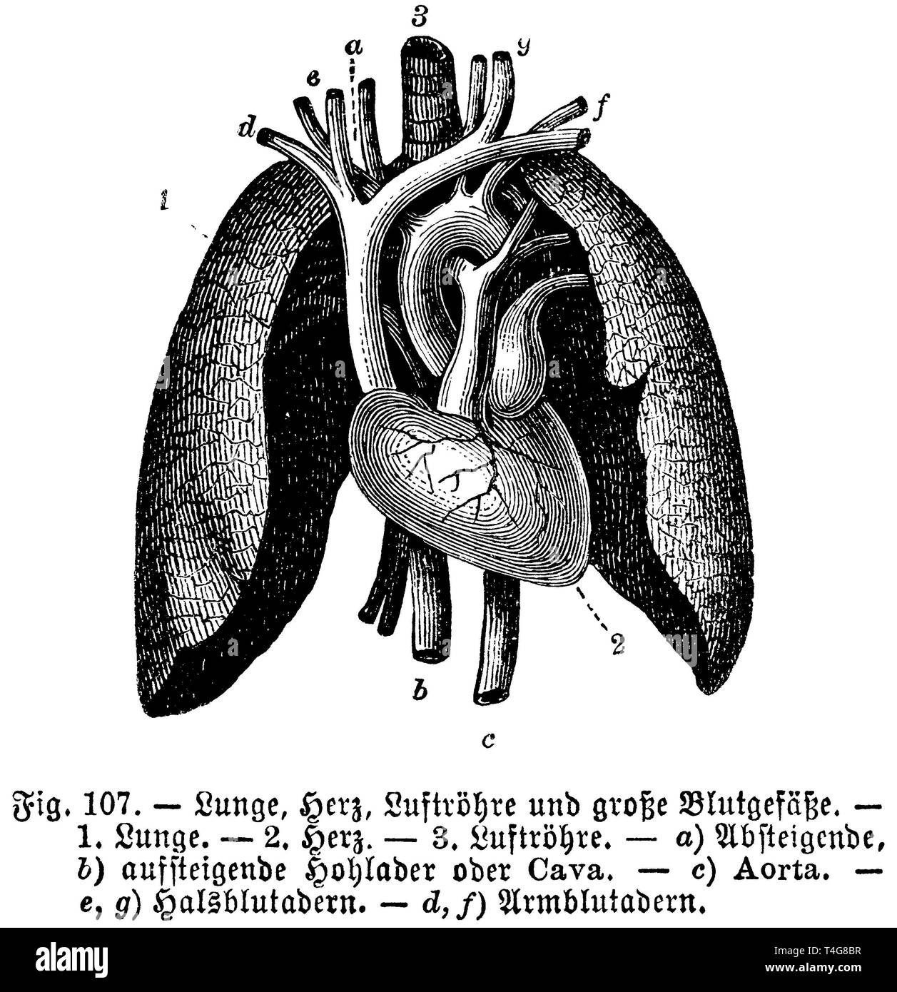 Polmoni umani, cuore della trachea e dei grandi vasi sanguigni. 1) polmone, 2) cuore, 3) trachea. a) discendente, b) arteria ascendente o cava, c) aorta, e, g) vene cervicali, d, f) vene brachiale, anonym 1887 Foto Stock