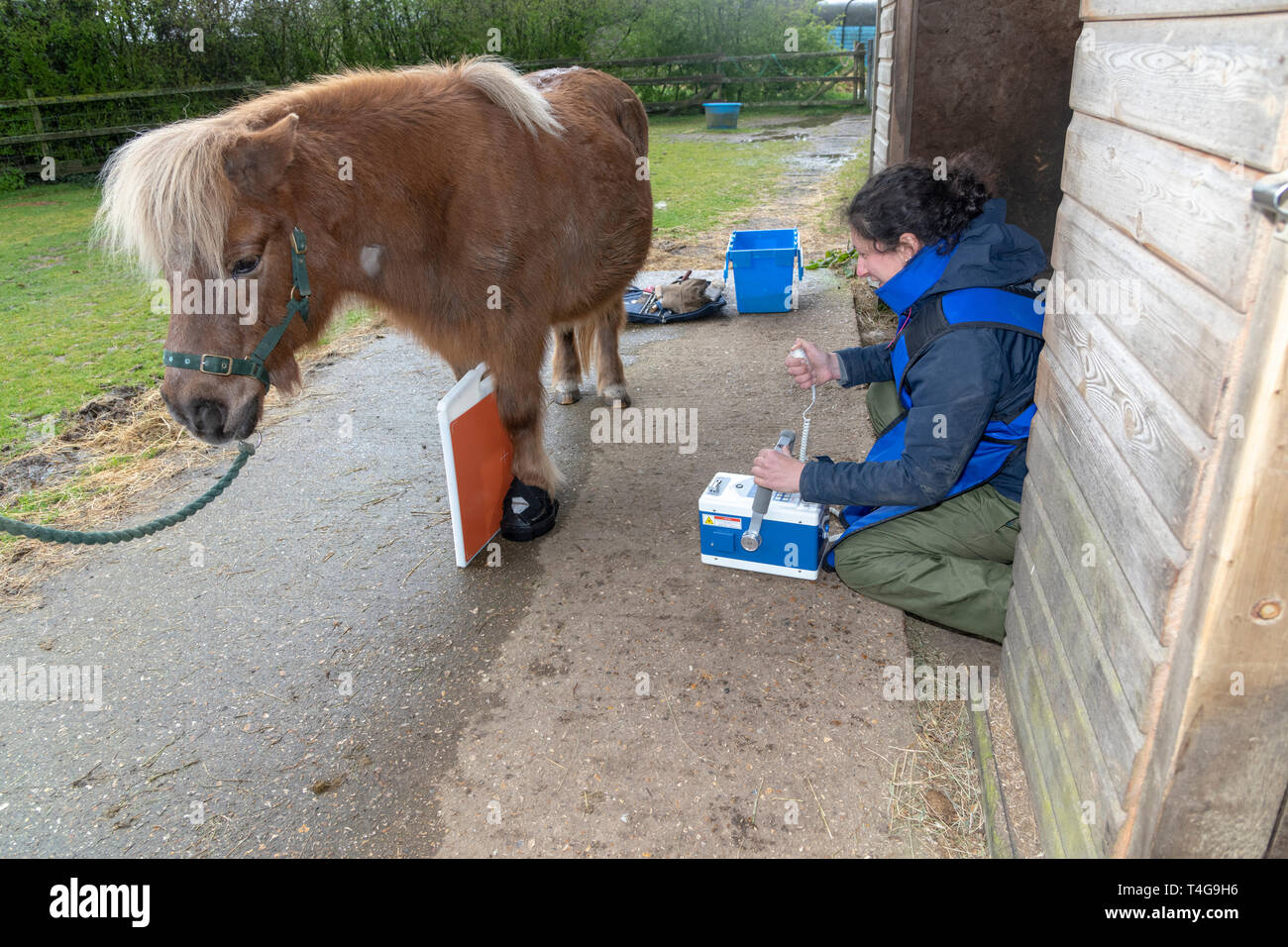 Vet allineamento x ray macchina per prendere vista laterale dei cavalli zoccolo Foto Stock