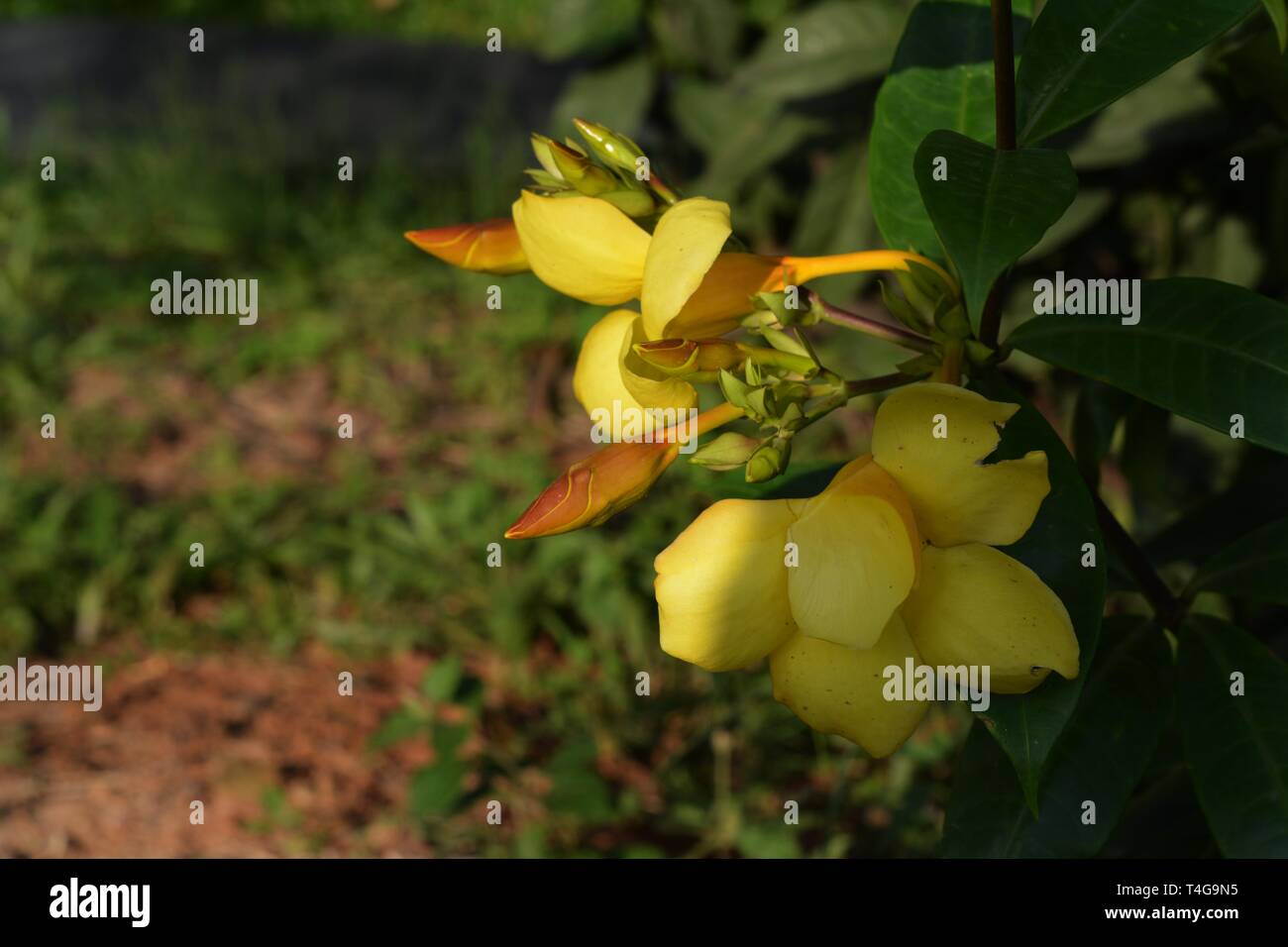 Bellissimo fiore giallo [ l'Allamanda ] Foto Stock