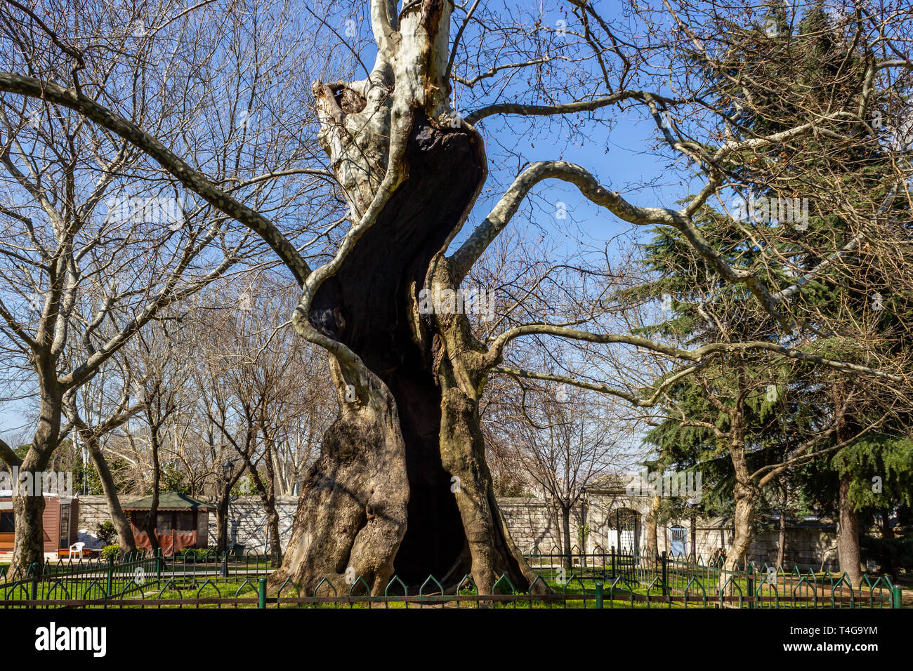 Albero piano cavità Foto Stock