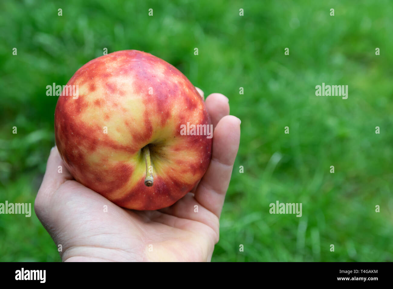 Grande,mature,colorati apple a chiazze nella mano di un uomo su un naturale sfondo verde. Foto Stock