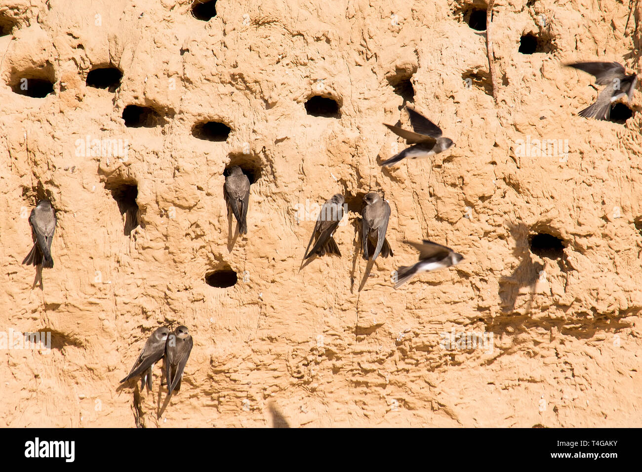 Sabbia Martins o Riparia Riparia in fori di nesting Foto Stock