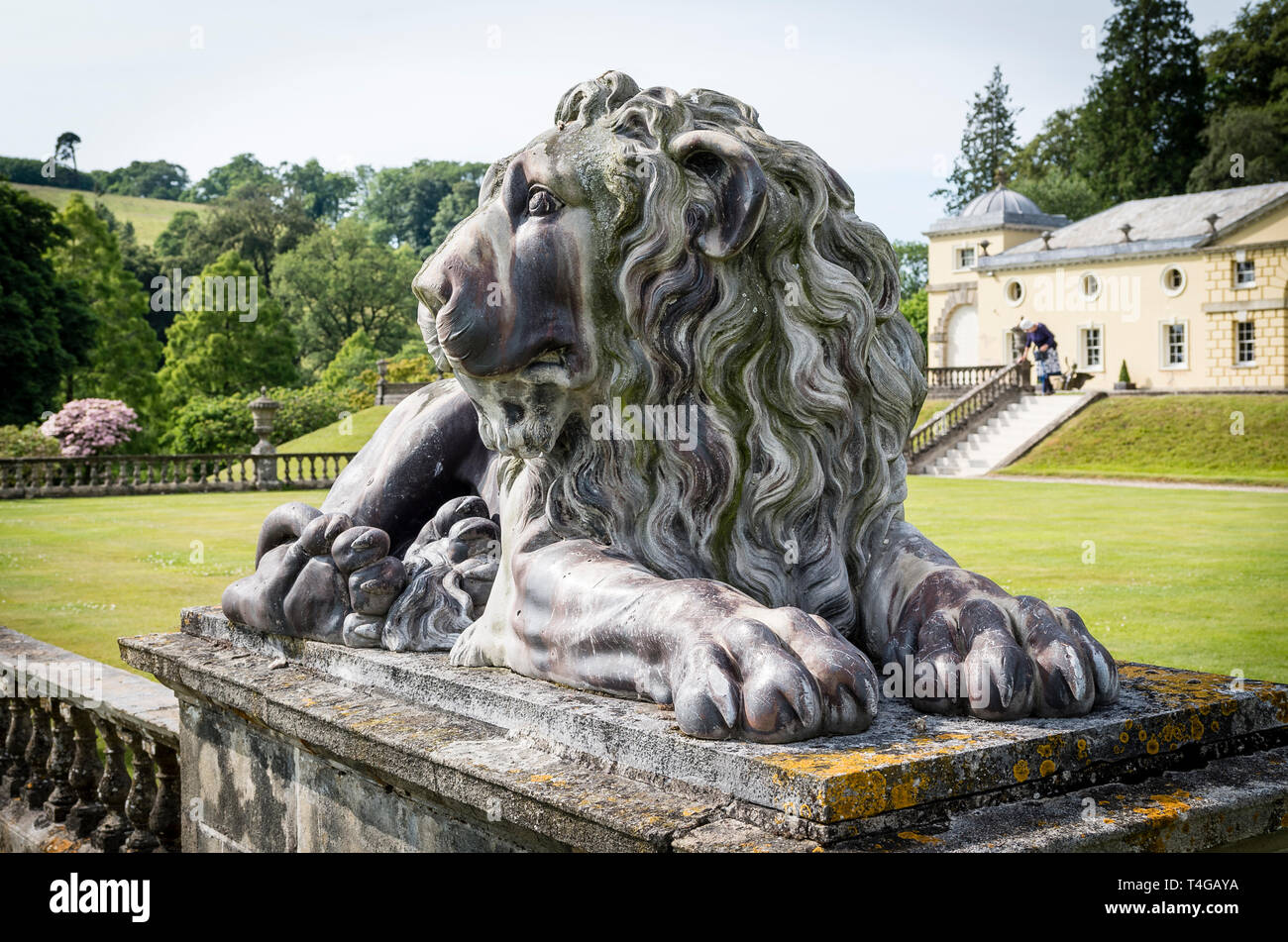 Lifesize impressionante statua di Lion a Castle Hill garden vicino a Barnstaple North Devon England UKh Foto Stock