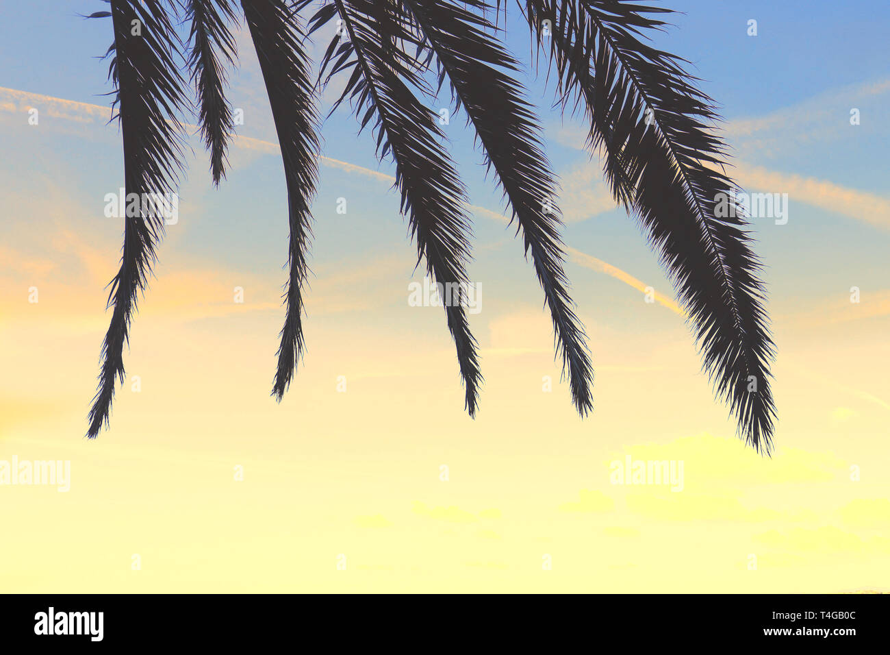 Foglie di palmo contro il Cielo di tramonto gradiente. Natura tropicale sfondo Foto Stock
