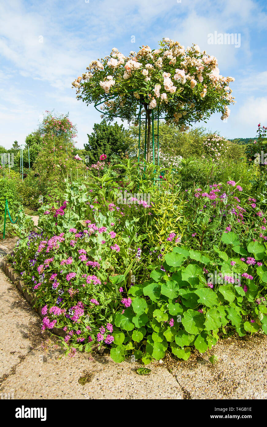 Mista confine erbaceo con standard di rose bianche in Monet a Giverny Francia UE Foto Stock